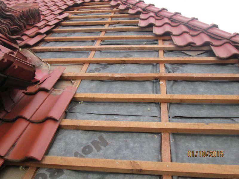 kuna domowa, dach, zabezpieczenie przed szkodami
